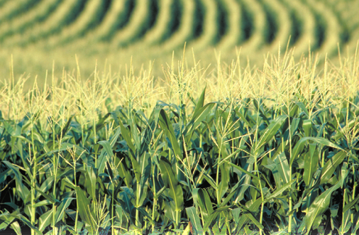 Maize cultivated in many parts of the world is genetically modified