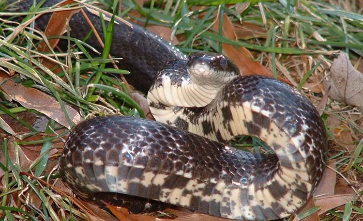 Chereponi records rise in snakebites
