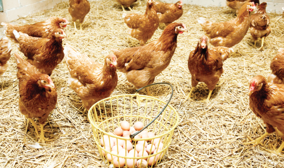 bird eggs