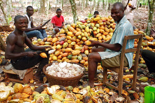 Time to increase cocoa production