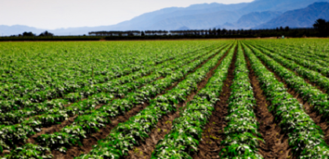Africa’s agriculture sector is primed to become a new economic engine for the continent