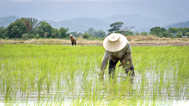 Local rice industry need more in terms of policy to increase consumption 