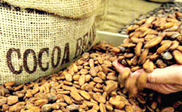 Ivory Coast is the world's leading  exporter of cocoa 