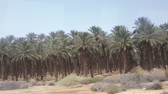 The country makes millions of dollars from date plantations in its deserts.