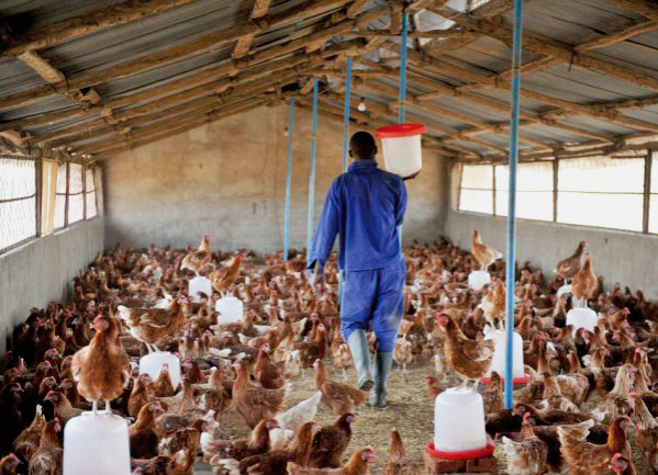Challenges of the poultry industry in Ghana - Ghana news ...