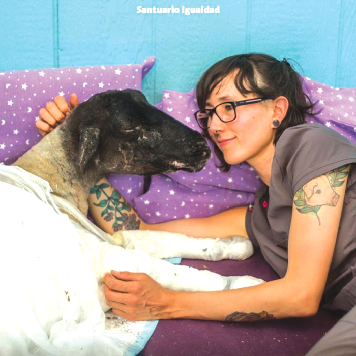 Animals at the Sanctuary get the deserved love