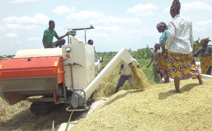Rice being harvested at Bontanga in the Northern Region. Picture: Seth J. Bokpe
