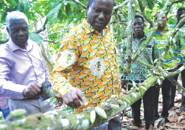 Mr Joseph Boahen Aidoo examining some of the cocoa beans at a farm at Awadua in the Ahafo Ano South District in the Ashanti Region