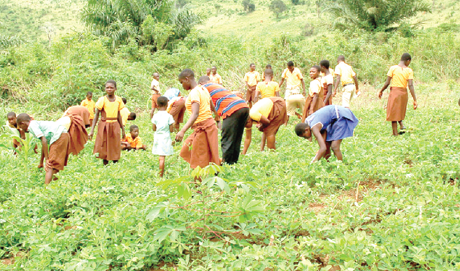 The ‘Food Farms for Schools’ initiative is expected to ensure food security in first and second cycle schools
