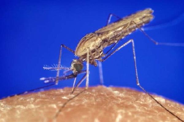 Malaria