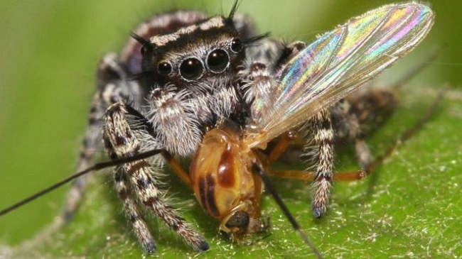Spiders are a crucial and underestimated part of the global food web, researchers say