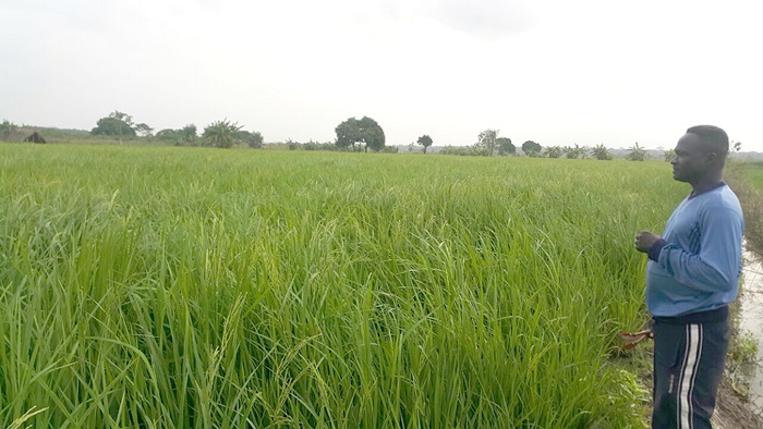 Rice farms at Wheta Irrigation Project