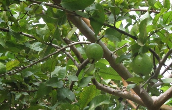 An elderly man is due in court for killing a 12-year-old boy who was up a tree picking guavas.