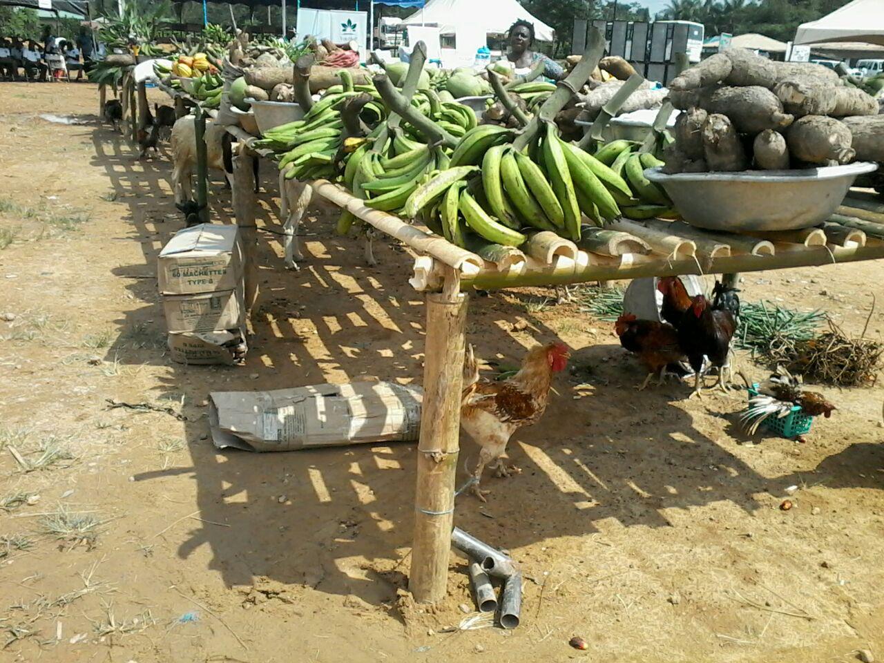 Women 'sweep' farmers awards at Tarkwa-Nsuaem