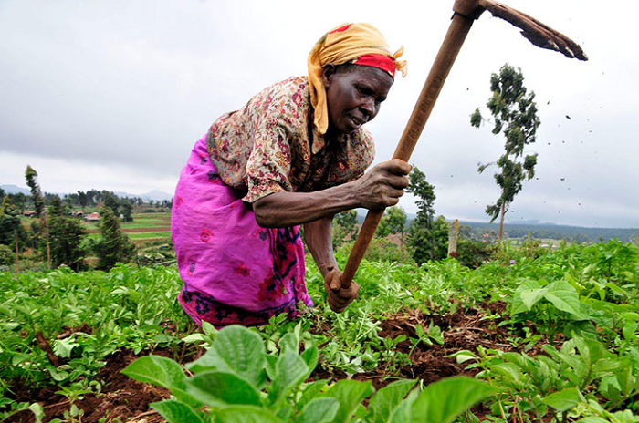 Dr Owusu said the mobile phone technology in the country offered the best potential for climate-smart agriculture as it was widely used, stressing that the mobile phone revolution could help farmers achieve the triple wins of climate-smart agriculture