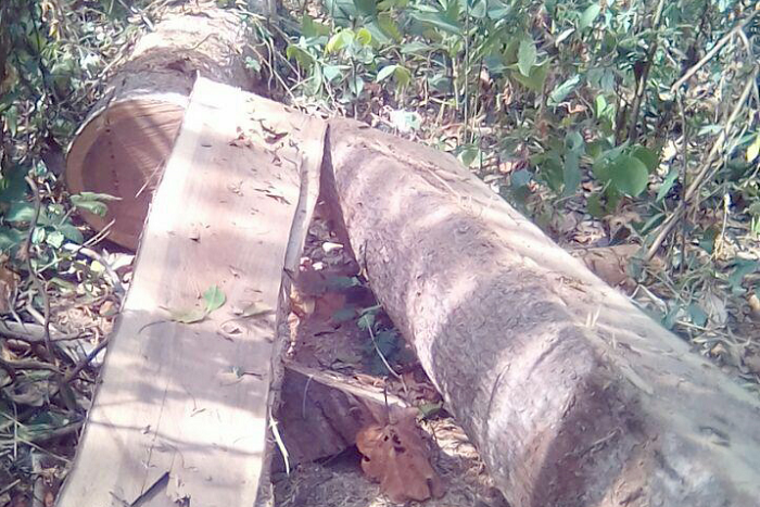 Some logs sawn into lumber