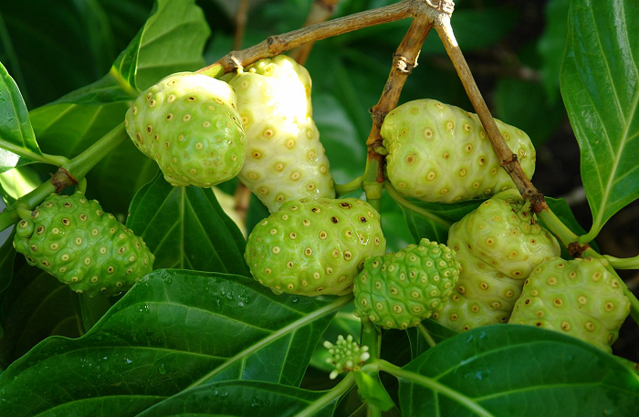 Noni fruits 