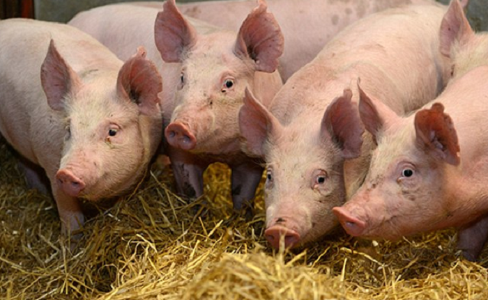 Veterinary Services department to ban transfer of pigs