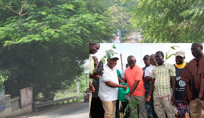  A breathtaking scene of Nhyiaeso, one of the few areas in Kumasi left with green vegatation over. INSET: Mr Osei Assibey Antwi (3rd right ) and Nana Owusu Barima III  (in cap) jointly water a newly planted seedling. Picture: EMMANUEL BAAH
