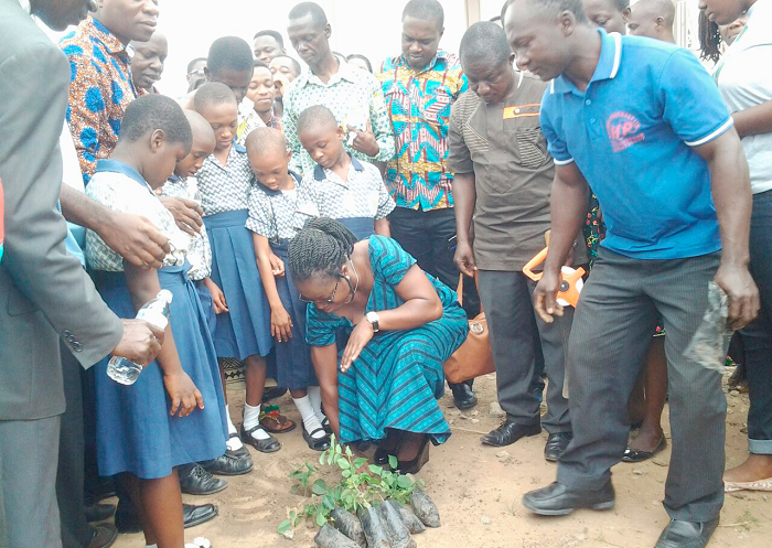 • Mrs Fecilia Owusu Agyemang, a representative from the Kumasi Metropolitan Assembly, showing the pupils how to plant the seedlings. Pictures by Kwadwo Baffoe Donkor.