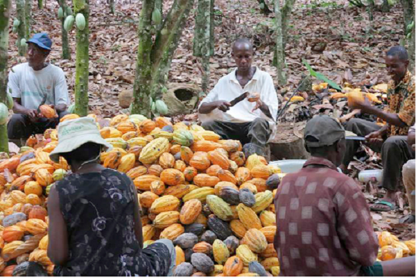 COCOBOD is negotiating with some traditional rulers to release lands for the youth to go into cocoa farming
