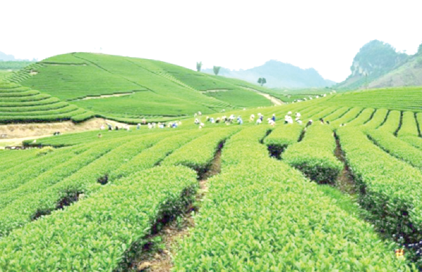Lush green agriculture in Thailand