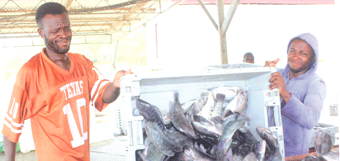 Ghana issued accreditation to inspect, certify fish products for export