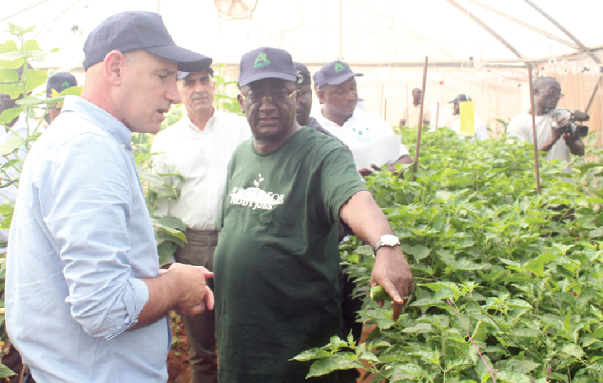 Dr Owusu Afriyie Akoto (right), the Minister of Food and Agriculture, and Mr Ofer Tamir (left), the Managing Director of AGRITOP Limited, inspecting the crops in the greenhouse
