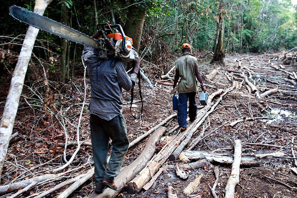 Illegal chainsaw operators