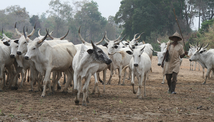 We feel neglected and abandoned — Agogo residents cry over Fulani herdsmen activities