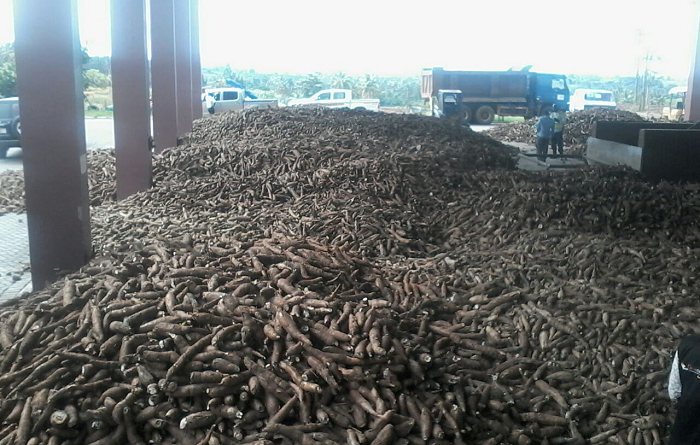 A heap of cassava going waste at the factory
