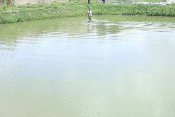 A fish pond that produces fish for commercial purposes at Akate farms