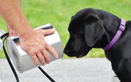 Lulu’s bomb sniffing career was not meant to be
