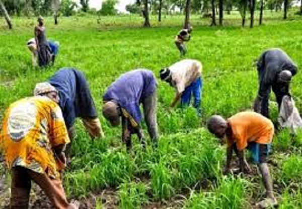 farmers at work