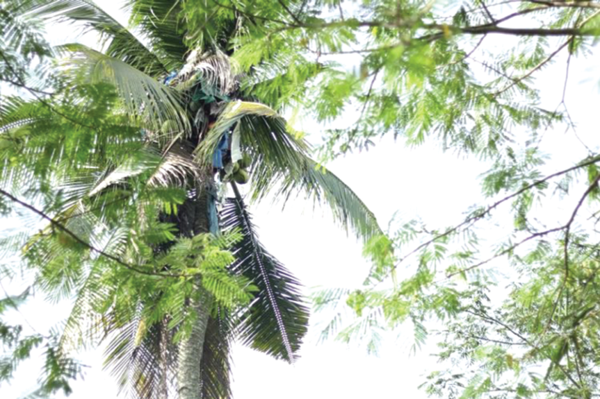 Man rescued after 3 years on coconut tree