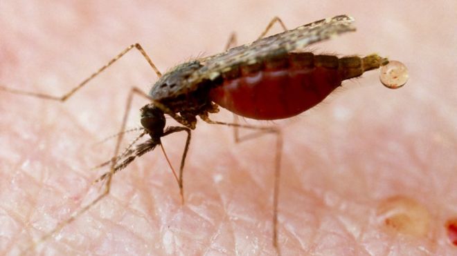 Girl dies of malaria in northern Italy