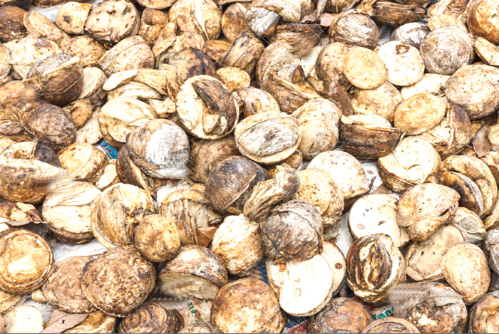 Export of raw latex; A drawback on job creation