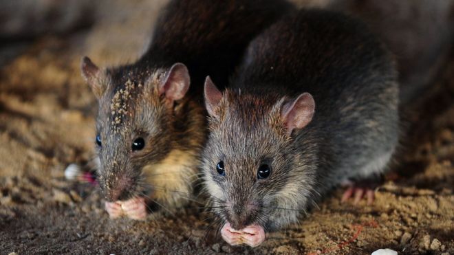 French girl mutilated by rats in night attack at home