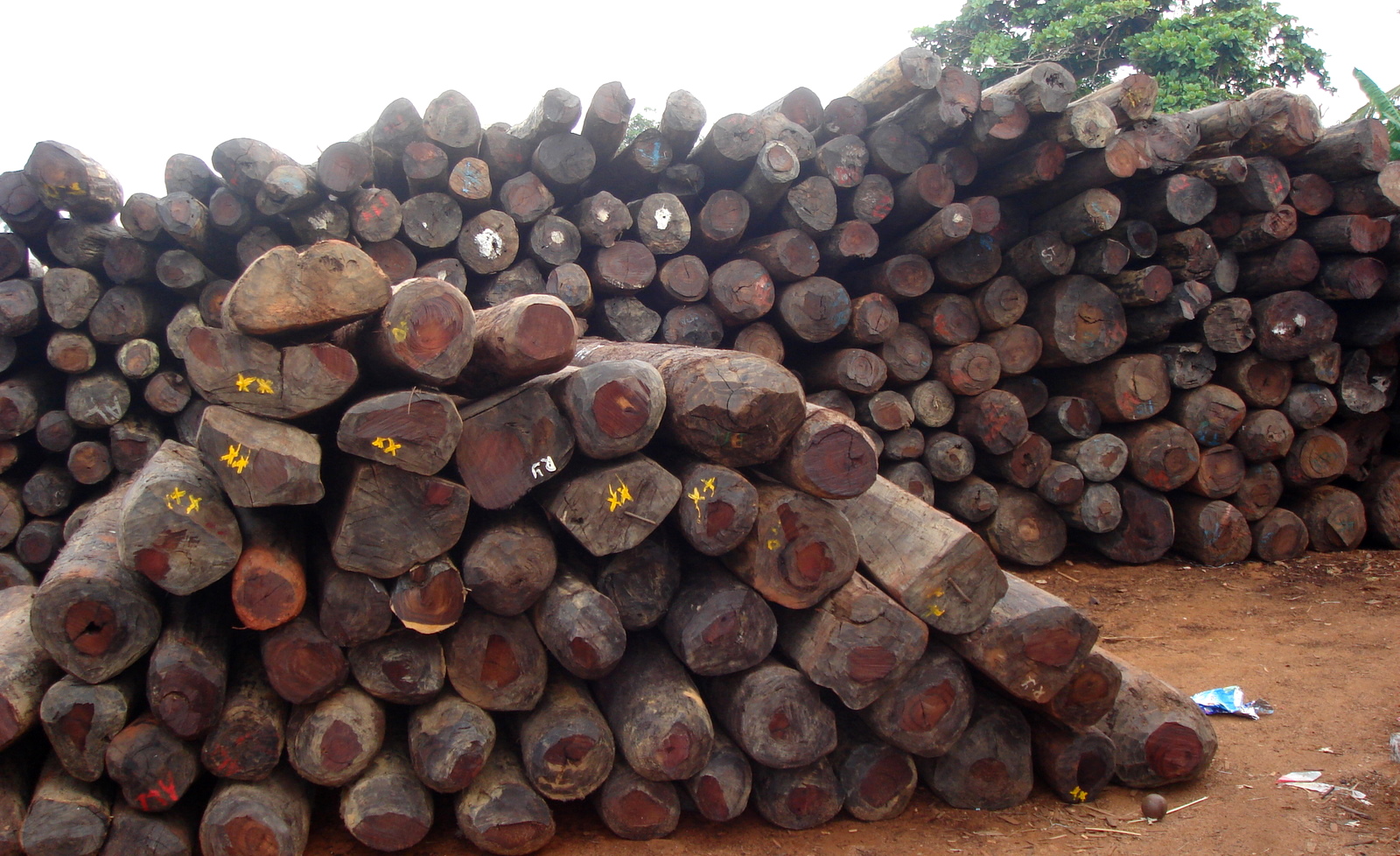Upper West REGSEC cancels permits for 24 rosewood salvaging companies