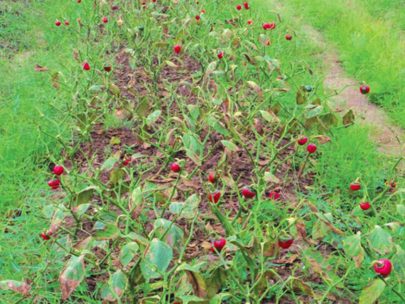 The destroyed sweet pepper crops are now red