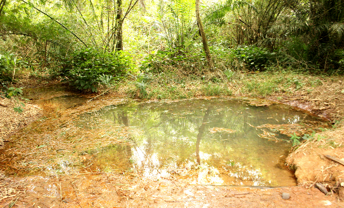 The river which serves as a source of water for the Pokrom-Nsaba community.
