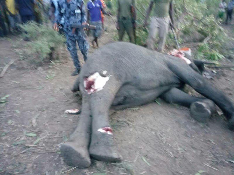 2 Mole park elephants killed by Laribanga youth