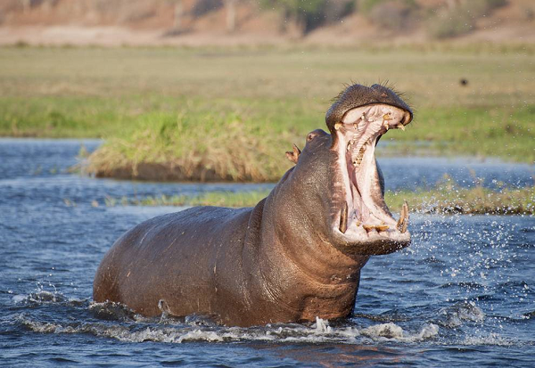 Hippo bite kills Taiwan tourist in Kenya