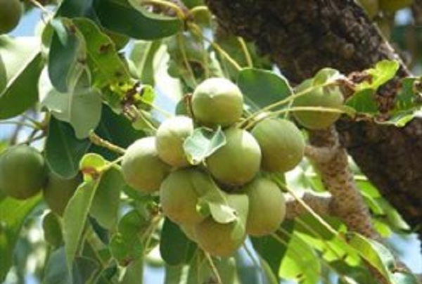 COCOBOD to support research on shea nut industry