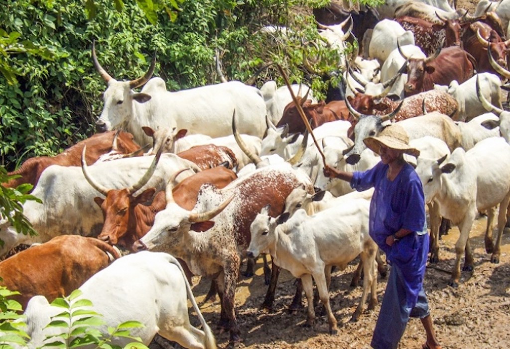 Bole: Police retrieve decomposed bodies of 3 herdsmen from forest