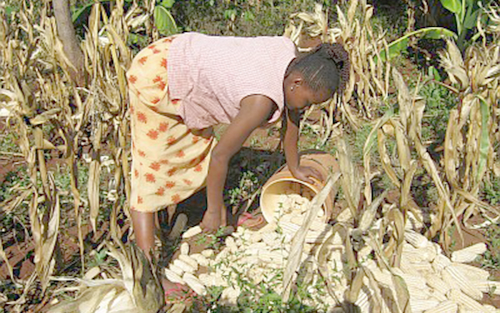 It is important to recognise that an investment into smallholder farming increases producticvity and lift smallholders out of poverty. 