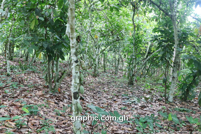 Effective pollination – Key to increasing Ghana's cocoa production