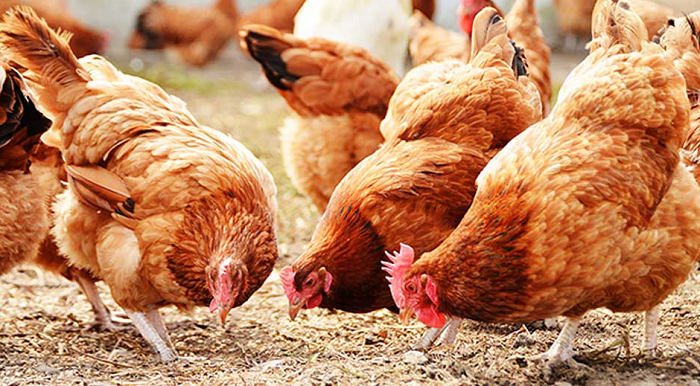 Poultry farmers urged to apply right nutrients