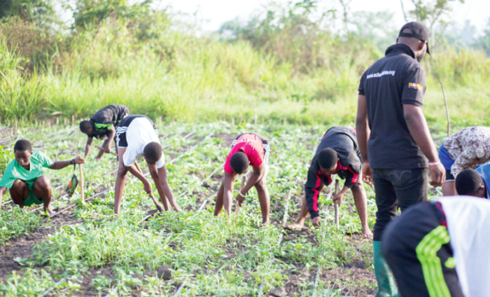Rural young students working on their school farm at Sokode Senior High Technical School in the Volta Region of Ghana, West Africa