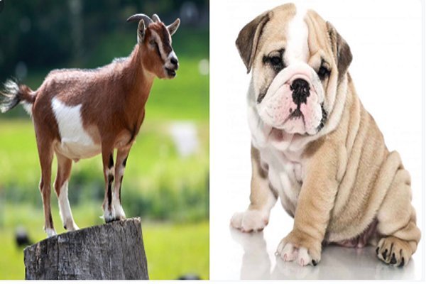 'Will this dog become the new dead goat'? Mahama cautions Akufo-Addo on idioms
